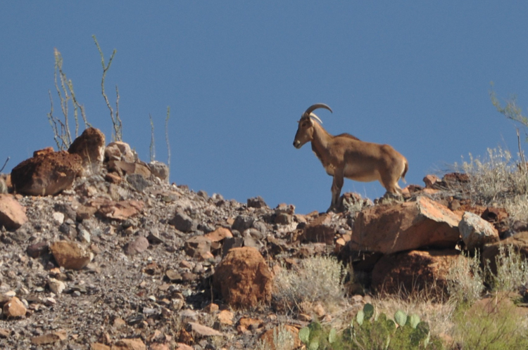barbary sheep on cliff